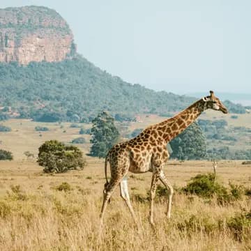 Africa destination